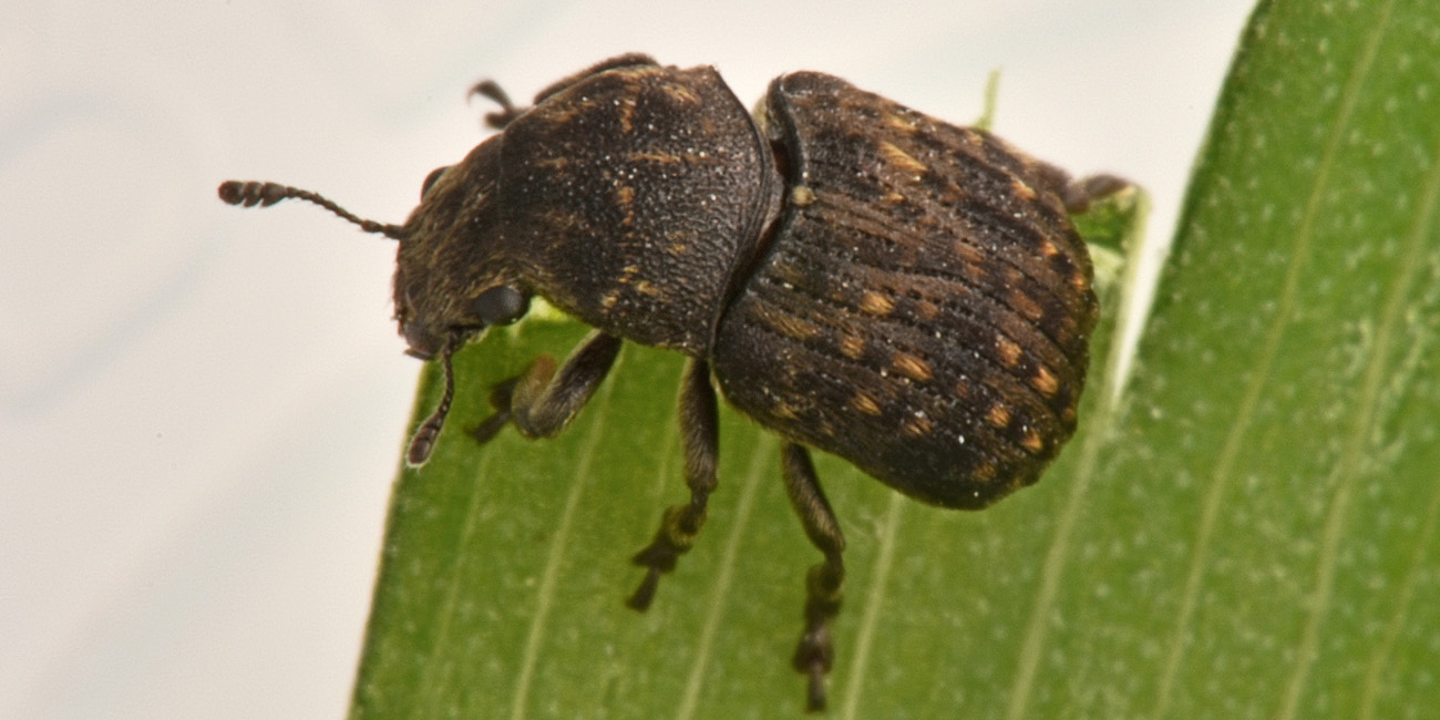 Anthribus nebulosus - Anthribidae